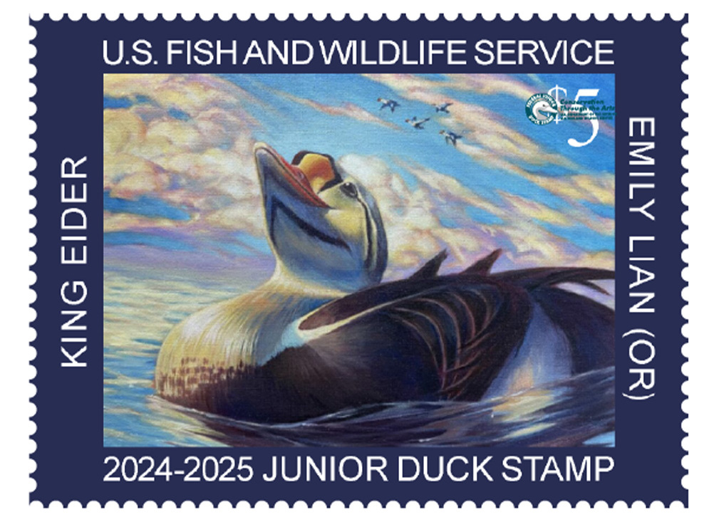 Junior Duck Stamp with a King Eider painted by Emily Lian (c) USFWSpng